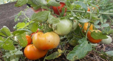 Co potřebujete vědět o pěstování mongolských trpasličích rajčat?